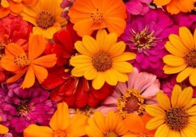 Searching for Fresh Flower shop near me ? / Black Tulip flowers