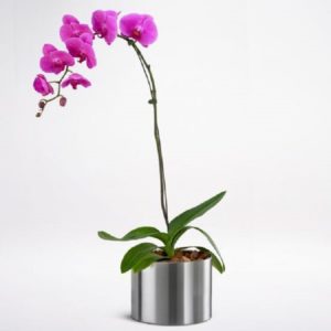 Phalaenopsis Purple Plant - Order Indoor Plants | BTF.in