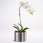 108---phalaenopsis-single-white