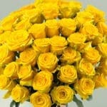 50 yellow roses (3)