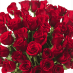 50_red_roses