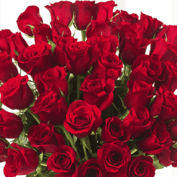 50 red roses | Blacktulipflowers.in