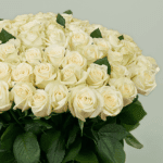 Heavenly White Roses (1)