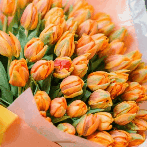 Saffron Tulip Flower Bouquet with fresh orange tulips wrapped elegantly for gifting and special occasions
