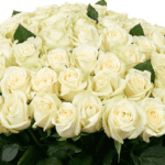 heavenly-white-roses