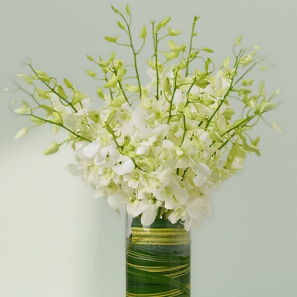 20 stems of buy white orchids in glass vase