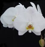 phalaenopsis_1