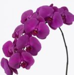 phalaenopsis_purple