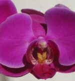 phalaenopsis_purple_2