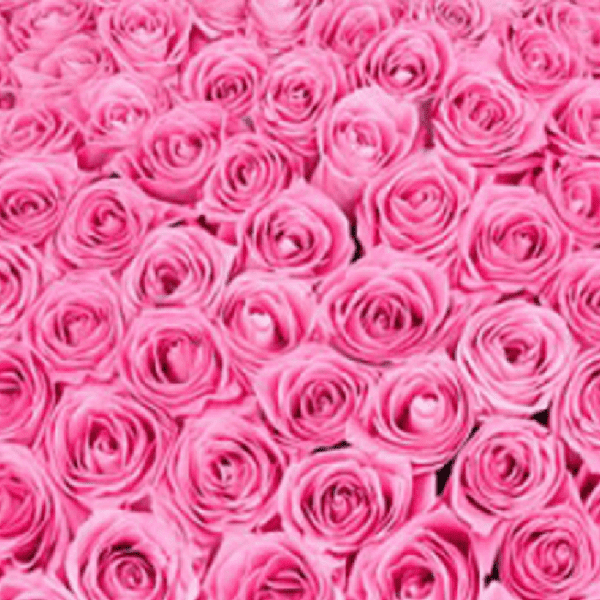Precious Gift | Blacktulipflowers.in