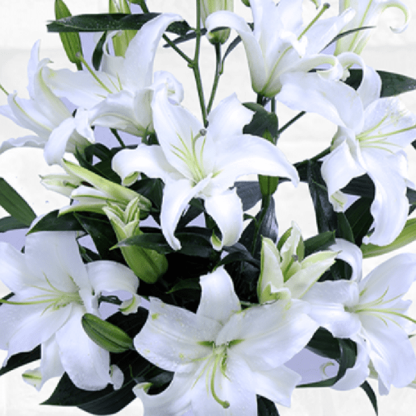 Wonderful Lilies | Blacktulipflowers.in