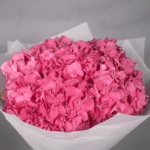 Beautiful Pink Hydrangea
