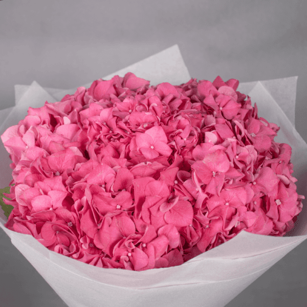 Beautiful Pink Hydrangea