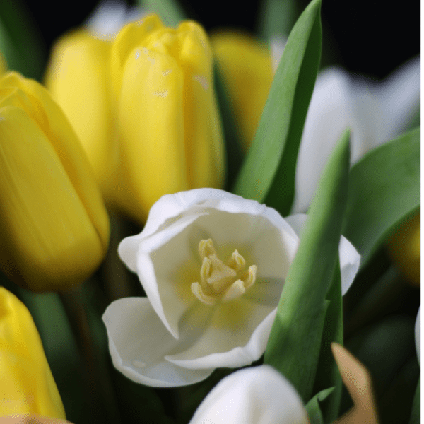 Romantic Tulips - Order Tulips flower bouquet | btf.in