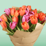 Summer Tulip (3)