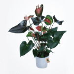 Shop Now Anthurium Plant - Order Indoor Plant | BTF.in