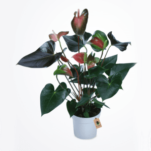 Shop Now Anthurium Plant - Order Indoor Plant | BTF.in