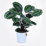 calathea-plant