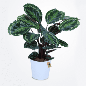 Calathea Plant - Order Indoor Plant | BTF.in