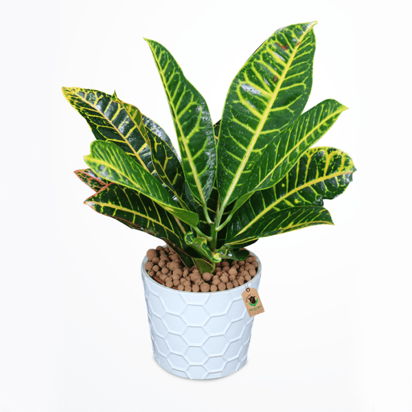Crotons Plant Crotons Plants - Order Outdoor Plants - | BTF.in