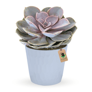 Echeveria - Order Succulent Plant | BTF.in