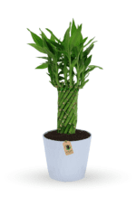 lucky-bamboo-indoor-plant-4