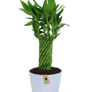 Lucky Bamboo - Order Indoor Plant | BTF.in