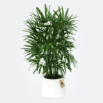 rhapis-excelsa-plant