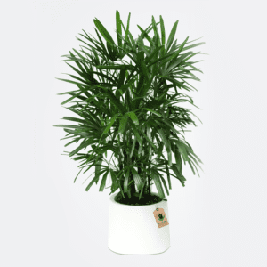Rhapis Excelsa Plant - Order Indoor Plant | BTF.in