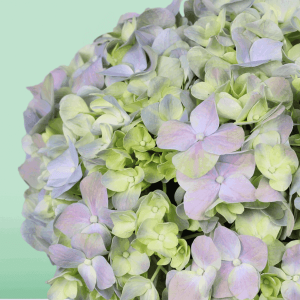 Different shades of green displayed together