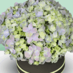 Shades-of-Green (2)