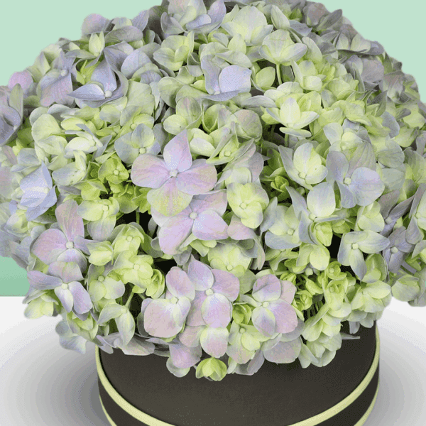 Different shades of green displayed together