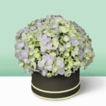 Different shades of green displayed together