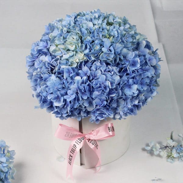 Hydrangea Harmony - Order Blue Hydrangeas with chocolate