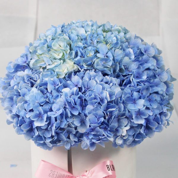 Hydrangea Harmony - Order Blue Hydrangeas with chocolate