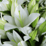 Pure Elegance - White Lily Bouquet (2)