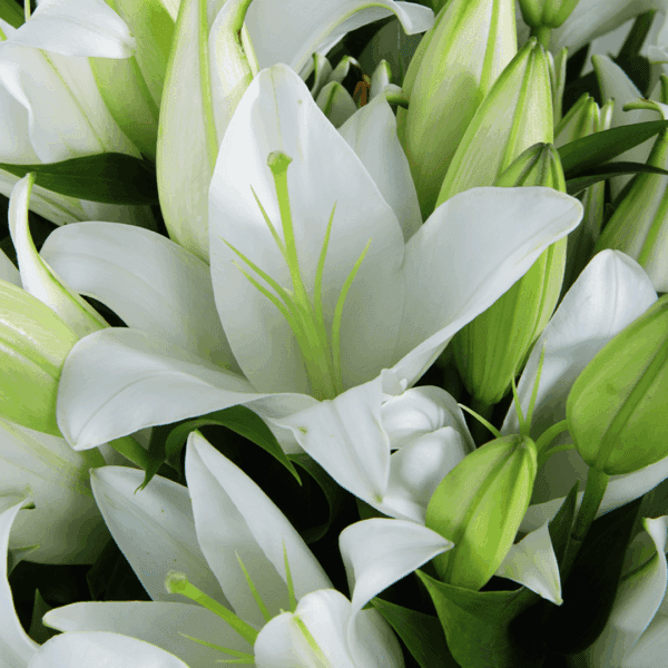 Pure Elegance - Order White lily bouquet | BTF.in