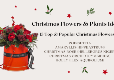 Top 15 Christmas Flowers and Plants Ideas