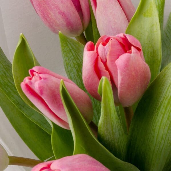 10 pink tulips bouquet wrapped elegantly