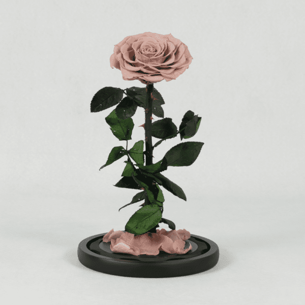A Timeless Bloom - Preserved Rose : Explore Preserved Flower in Bangalore | Order Now at Black Tulip Flowers