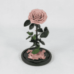 A Timeless Bloom - Preserved Rose : Explore Preserved Flower in Bangalore | Order Now at Black Tulip Flowers