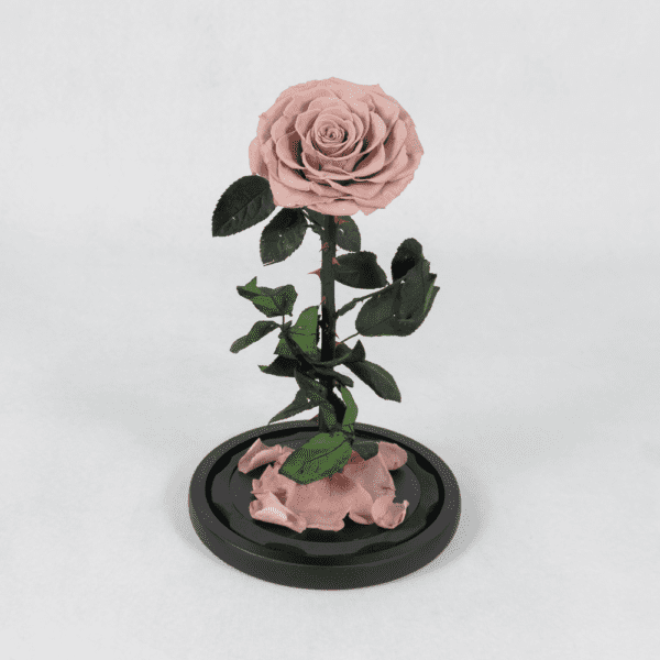A Timeless Bloom - Preserved Rose : Explore Preserved Flower in Bangalore | Order Now at Black Tulip Flowers