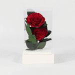 Duo of Red - Preserved Rose