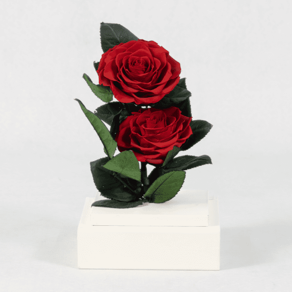 Duo of Red - Preserved Rose - Preserved Flower: Explore Preserved Flower in Bangalore | Order Now at Black Tulip Flowers
