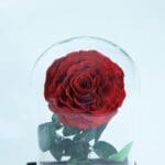 Bleeding Heart - Preserved Rose