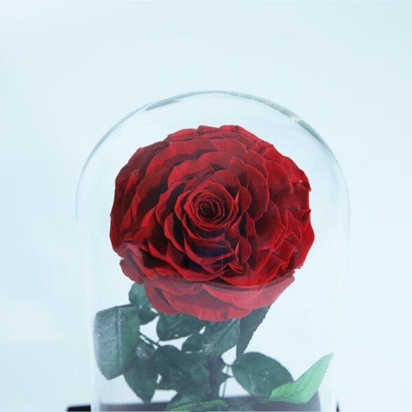 Bleeding Heart - Preserved Rose : Explore Preserved Flower in Bangalore | Order Now at Black Tulip Flowers
