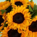 Helianthus' Golden Times (1)