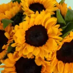 Helianthus' Golden Times (1)