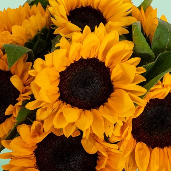 Where to Buy Sunflowers in Bangalore? Black Tulip Flowers Delivers Fresh Sunflowers Today!