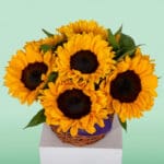 Where to Buy Sunflowers in Bangalore? Black Tulip Flowers Delivers Fresh Sunflowers Today!